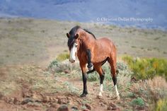 a brown horse standing on top of a dry grass covered field next to a hill