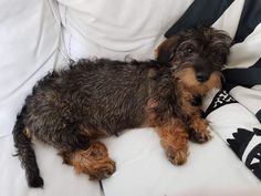 a small brown and black dog laying on top of a white couch