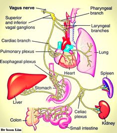 Everything You Didn’t Know You Wanted To Learn About The Vagus Nerve Chronic Fatigue Remedies, Nervus Vagus, Chronic Fatigue Symptoms, Cranial Nerves, Autonomic Nervous System, Vagus Nerve, Ehlers Danlos Syndrome, Neurology, The Human Body