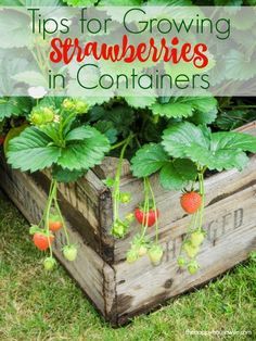 strawberries growing in a wooden box on the ground next to some flowers and plants