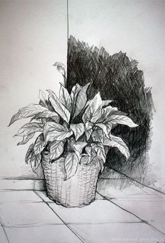 a pencil drawing of a potted plant