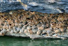 many holes in the rock wall next to water