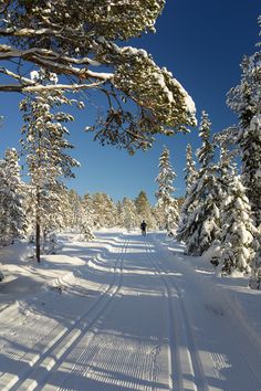 a person walking down a snow covered road in the middle of some trees and bushes