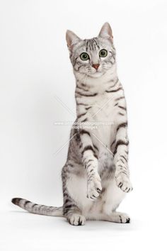 a cat standing on its hind legs in front of a white background