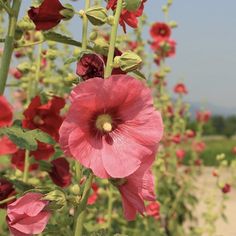 red flowers with green stems in a field