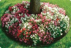 a tree in the middle of a flower bed with pink, white and red flowers