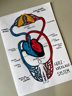 a diagram of the human heart and its major organs on a piece of white paper