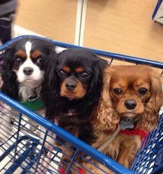 three dogs sitting in a blue shopping cart