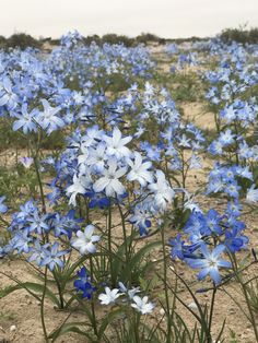 blue and white flowers in the middle of an open field with dirt on the ground