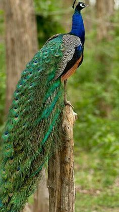 a peacock standing on top of a tree stump