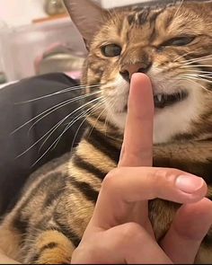 a cat sitting on top of a person's lap making the finger sign with its mouth