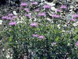 some purple flowers are growing in the grass