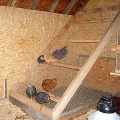 several chickens are standing in their coops