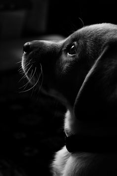 a black and white photo of a dog looking up