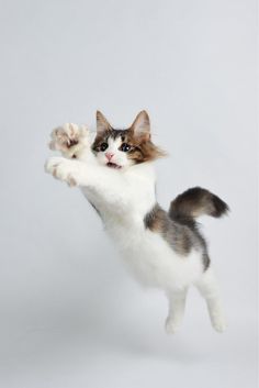 a cat jumping in the air to catch a frisbee with it's paws