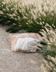 some grass and rocks in the sand