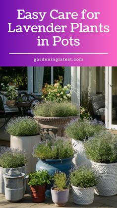 lavender plants in pots with text overlay that says easy care for lavender plants in pots