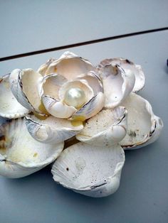 an arrangement of seashells with a pearl in the center on a gray surface