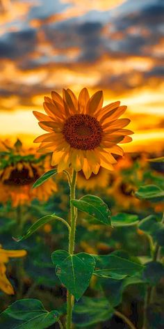 a sunflower in the middle of a field at sunset