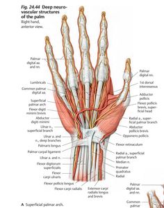 the anatomy of the hand and wrist