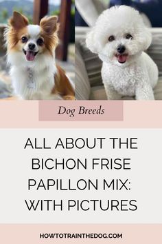 two small dogs sitting next to each other with the words, all about the bichon - frise papillon mix with pictures