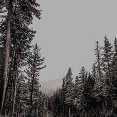 a forest filled with lots of tall pine trees next to a forest covered in snow