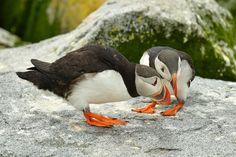 two birds standing on top of a rock next to each other