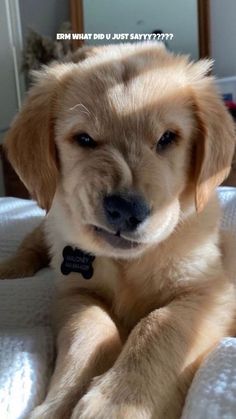 a puppy is sitting on a bed with his paw in the air and looking at the camera