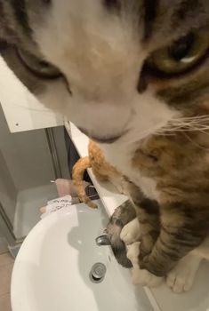 a cat drinking water from a sink in a bathroom with a stuffed animal on the counter