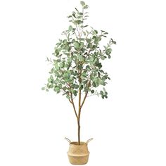 a potted plant with green leaves in it on a white background and an empty basket