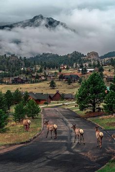 some animals are walking down the road in front of houses and mountains on a cloudy day