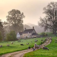 a herd of sheep standing on top of a lush green field next to a house