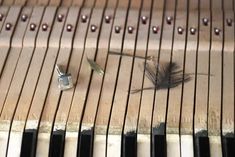 a close up of an old piano with some keys and a bird on it's side