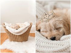 a dog sleeping in a basket with a tiara on its head and another photo of a puppy wearing a diaper