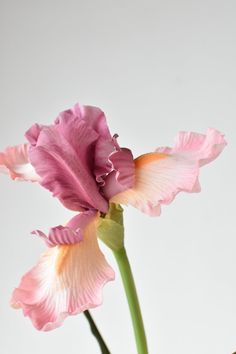 This 30" iris stem is a beautiful and vibrant addition to any flower arrangement. The stem features a single iris flower with delicate petals and a bold center. The stem is made of a sturdy material that allows it to stand upright and hold its shape, making it perfect for use in a vase or bouquet. The beautiful, muted color of this iris adds a touch of color to any room and is sure to catch the eye of anyone who sees it. Whether you're looking to add a touch of beauty to your home or want to sur Iris Reference, Iris Flowers In Vase, Pink Iris Flower, Bday Flowers, Iris Sculpture, Iris Bouquet, Pink Iris, Flower Reference, Favourite Flowers