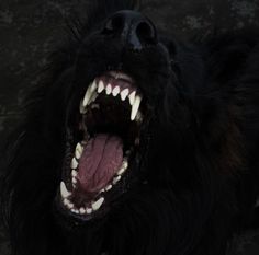 a black dog with its mouth open and it's teeth wide open, showing sharp fangs