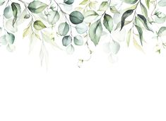 watercolor painting of green leaves and branches on white background with copy space for text