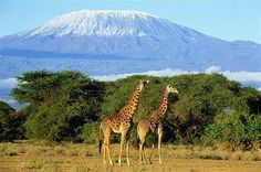 two giraffes are standing in the grass near trees with a mountain in the background