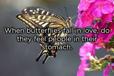 a butterfly sitting on top of pink flowers with a quote about butterflies in love, do they feel people in their stomach