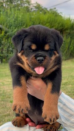 a person holding a puppy in their lap