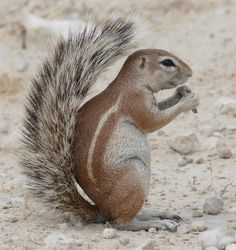 a squirrel is standing on its hind legs