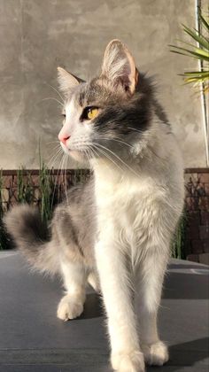 a gray and white cat standing on top of a table next to a potted plant