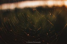 a spider's web with water droplets in the center and sunlight shining through it