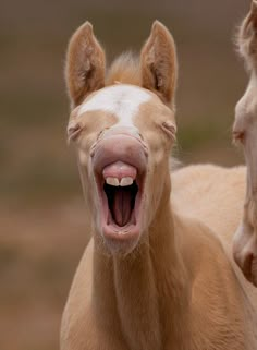 two horses standing next to each other with their mouths open