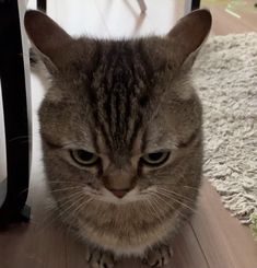 a cat is sitting on the floor looking at something