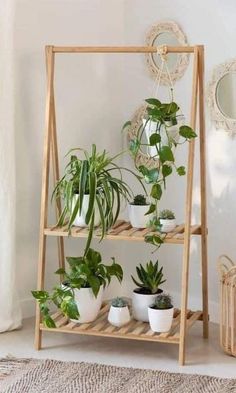 a wooden shelf filled with potted plants on top of a carpeted floor next to a mirror