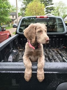 a brown dog sitting in the back of a truck