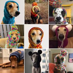 several pictures of dogs wearing knitted hats and scarves with the words whippets dog hood knitting pattern