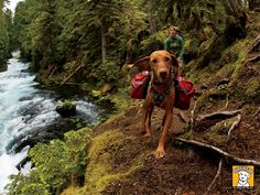 a dog with a backpack on his back walking down a trail next to a river