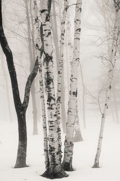 black and white photograph of birch trees in the woods on a foggy winter day